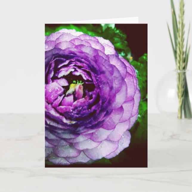 Lila Ranunculus-Raum-Gruß-Karte Karte (Vorderseite)