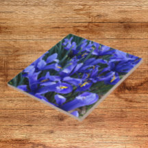 Lila Reticulated Irises Floral