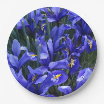 Lila Reticulated Irises Floral
