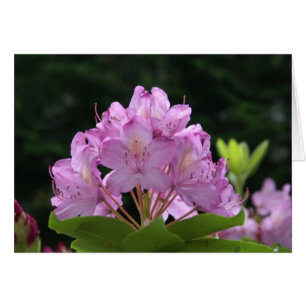 Lila Rhododendron