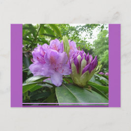 Lila Rhododendron Blume & Buds DIY Postkarte