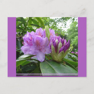 Lila Rhododendron Blume & Buds DIY Postkarte