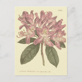 Lila Rhododendron-Illustration Postkarte