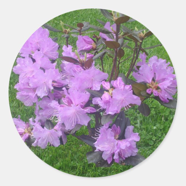 Lila Rhododendron Stickers (Vorderseite)