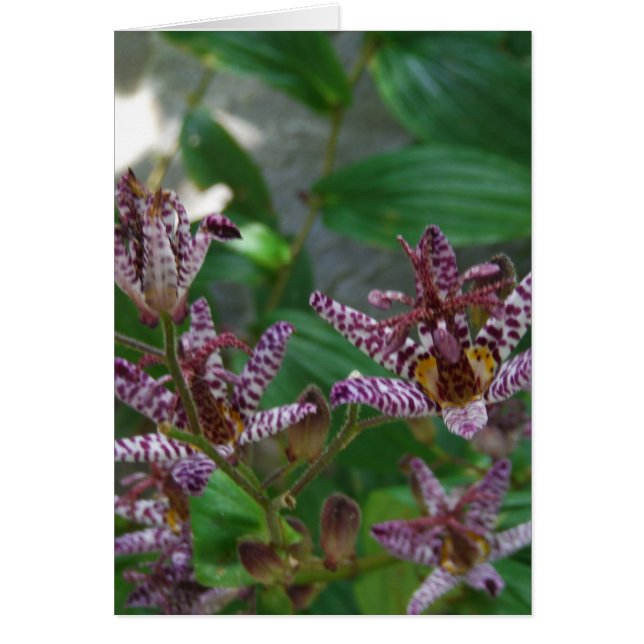 Lila, rosa gestreifte Orchidee wie Blume (Vorne)