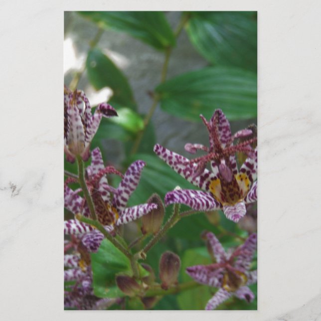 Lila, rosa gestreifte Orchidee wie Blume Briefpapier (Vorderseite)