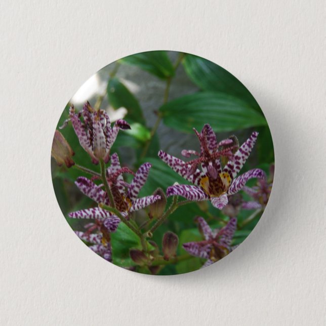 Lila, rosa gestreifte Orchidee wie Blume Button (Vorderseite)