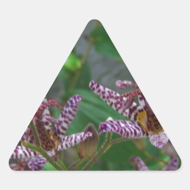 Lila, rosa gestreifte Orchidee wie Blume Dreieckiger Aufkleber (Vorderseite)