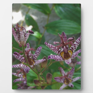 Lila, rosa gestreifte Orchidee wie Blume Fotoplatte