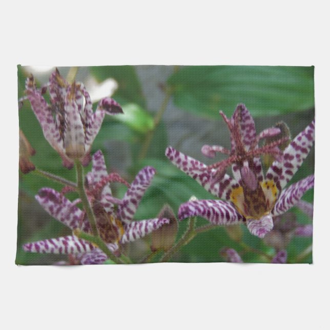 Lila, rosa gestreifte Orchidee wie Blume Küchentuch (Horizontal)