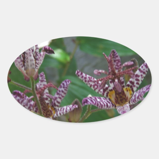 Lila, rosa gestreifte Orchidee wie Blume Ovaler Aufkleber (Vorderseite)