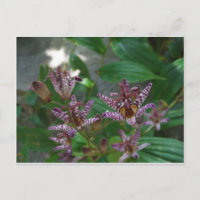 Lila, rosa gestreifte Orchidee wie Blume