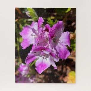 Lila-rosa Martha Washington Geranie, Oakland