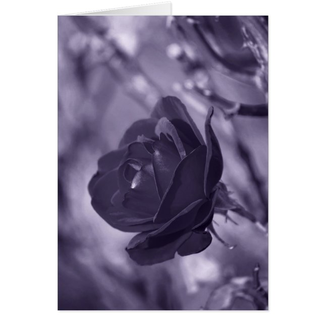 Lila Rose (Vorne)