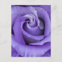 Lila Rose Blumenkarte