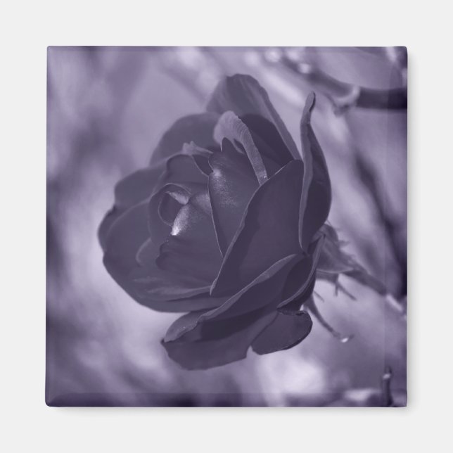 Lila Rose Magnet (Vorne)