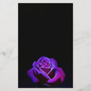 Lila Rose mit Wassertropfen auf schwarzem Grund Briefpapier
