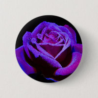 Lila Rose mit Wassertropfen auf schwarzem Grund