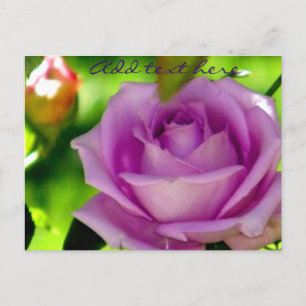 Lila Rose_ Postkarte