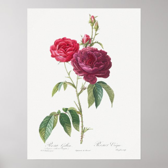 Lila Rose Rosa Gallica Pierre Joseph Redoute Poster (Vorne)