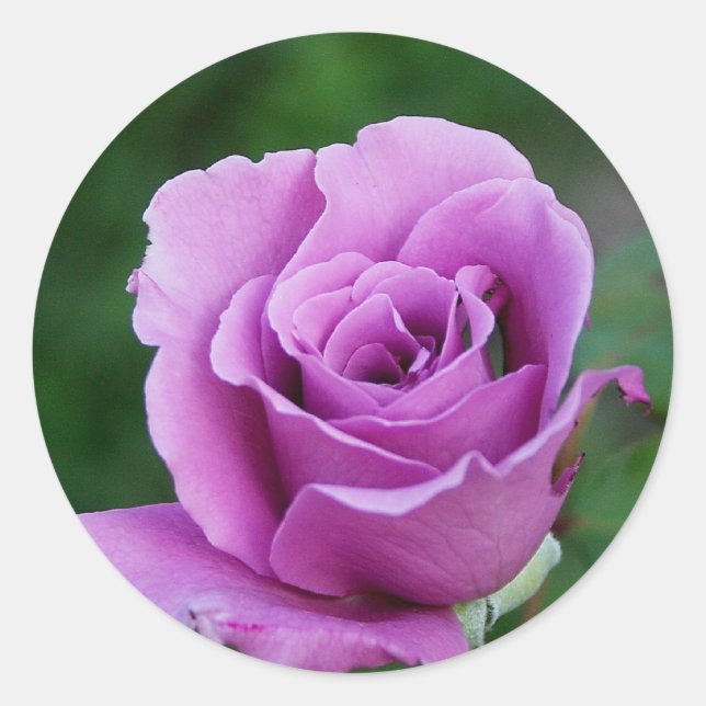 Lila Rose Runder Aufkleber (Vorderseite)
