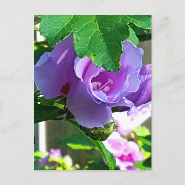 Lila Rose Sharons oder Hibiskus Syriacus Postkarte (Vorderseite)