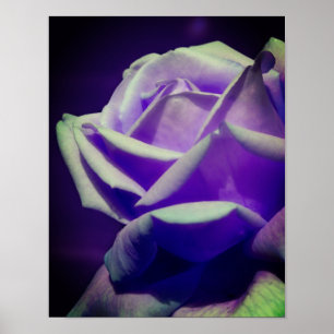 Lila Rosenknospe Poster