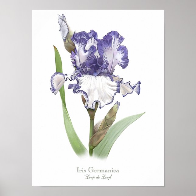Lila Ruffeldfarben Iris Originale Kunstdruckerei Poster (Vorne)