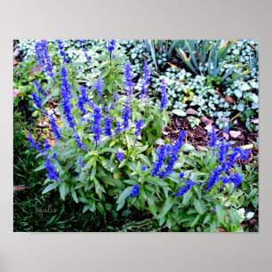 Lila Salvia-Blumen Value Poster Papier (Glanz)