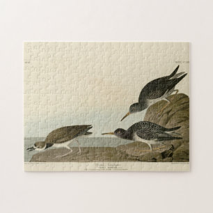 Lila Sandpiper von Audubons Vögeln in Amerika