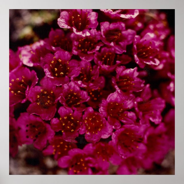 Lila Saxibrech Blume Arctic Oliktok Alaska Poster (Vorne)