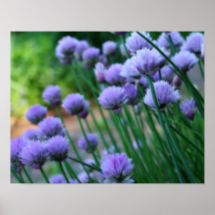 Lila Scallion Allianz Blume Orton Art Poster