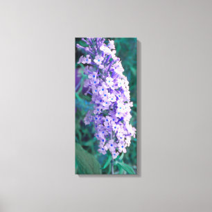 Lila Schmetterling Bush rappte Canvas Leinwanddruck