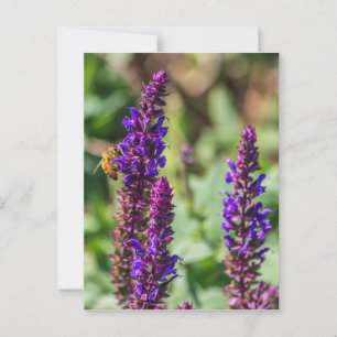 Lila Schönheit und die Biene Postkarte