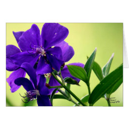 Lila Schönheits-Blume (5,0)