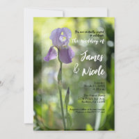 Lila Schwertlilie-Blume Grüne Hochzeit im Frühling