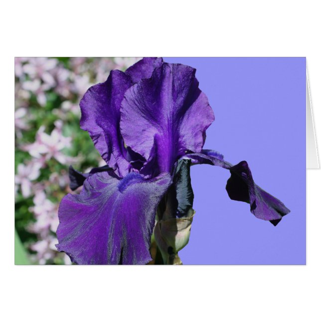 Lila Schwertlilie-Blumen-Fotografie-Karte (Vorderseite (Horizontal))
