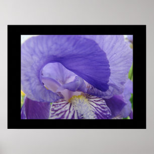Lila Schwertlilien-Blumen Kunst Drucke Iris Blumen