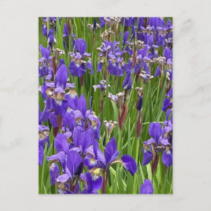 Lila Schwertlilien-Blumen Natur Pflanzen Fotografi Postkarte