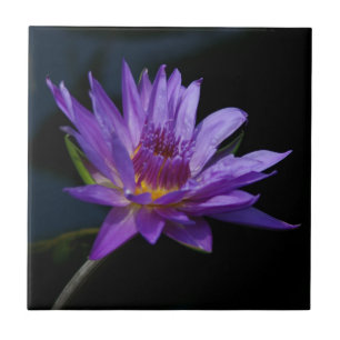 Lila Seerose Lotus Fliese