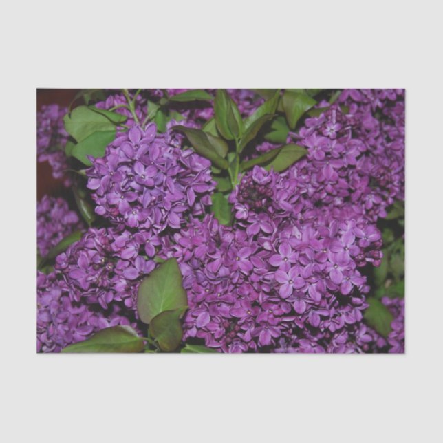 Lila Seidenpapier (Vorderseite)