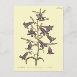 Lila Sibirische Glockenblume Illustration Postkarte
