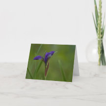 Lila sibirische Iris geklappt Dankeschön Karte