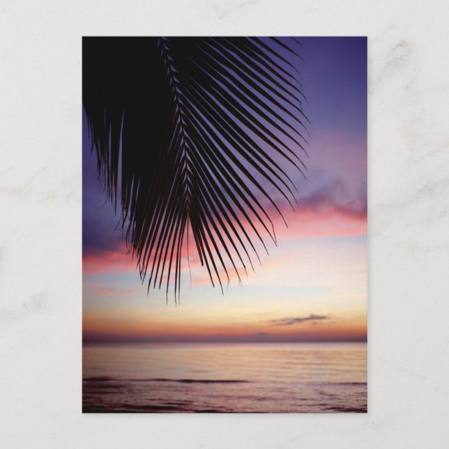Lila Silhouette des Sunset Beach Tropical Palm Tre Postkarte (Vorderseite)