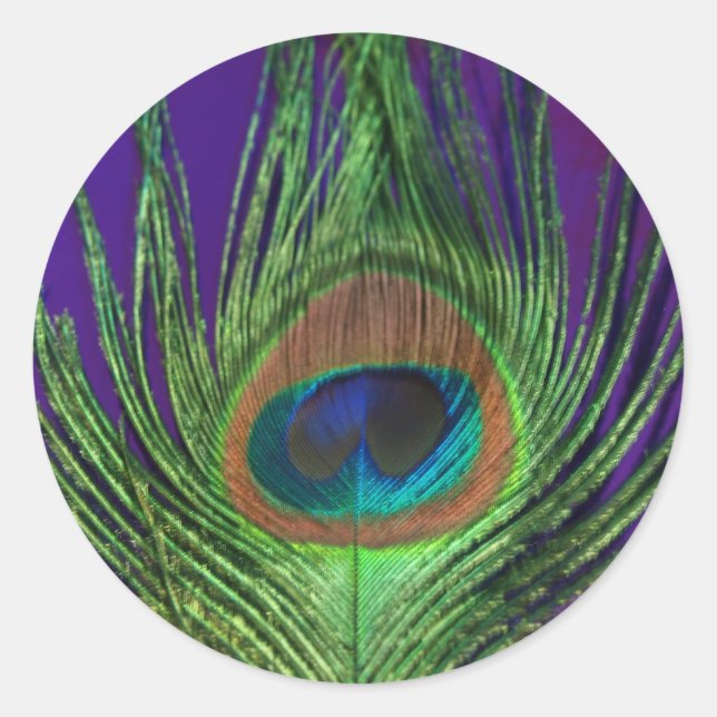 Lila Single Peacock Runder Aufkleber (Vorderseite)