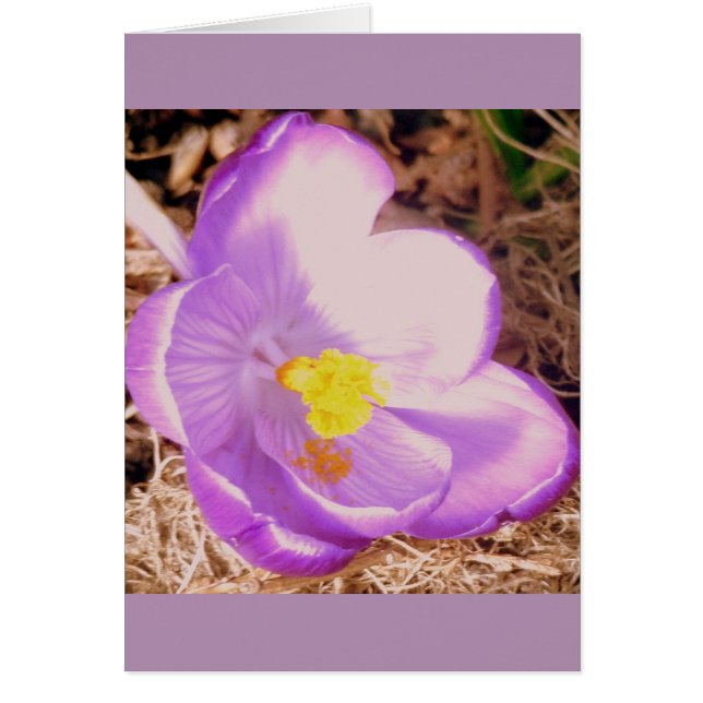 Lila Spring Crocus (Vorne)