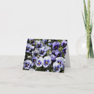 Lila Stiefmütterchen