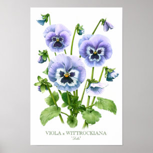 Lila Stiefmütterchen Botanischer Kunstdruck Poster