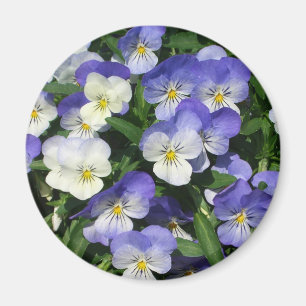 Lila Stiefmütterchen Garten Blumen Magnet