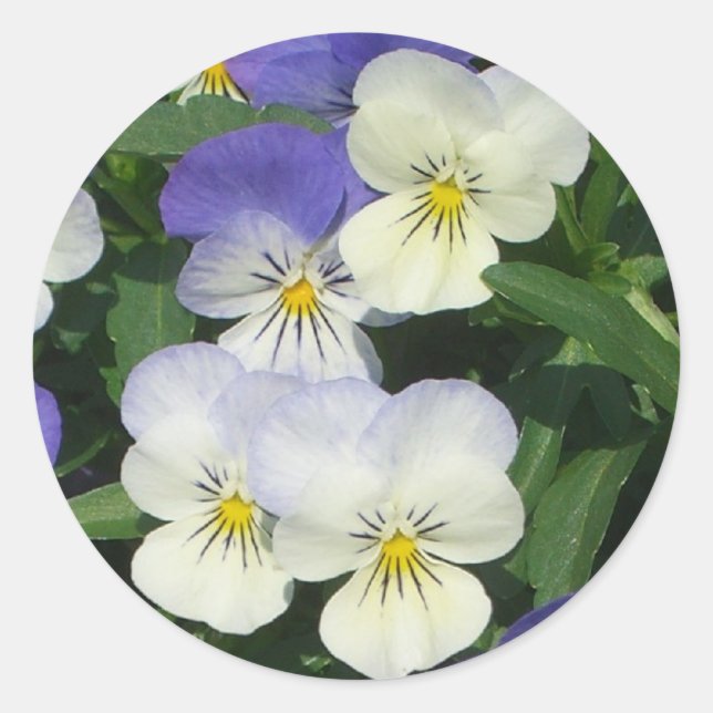 Lila Stiefmütterchen Garten Blumen Runder Aufkleber (Vorderseite)